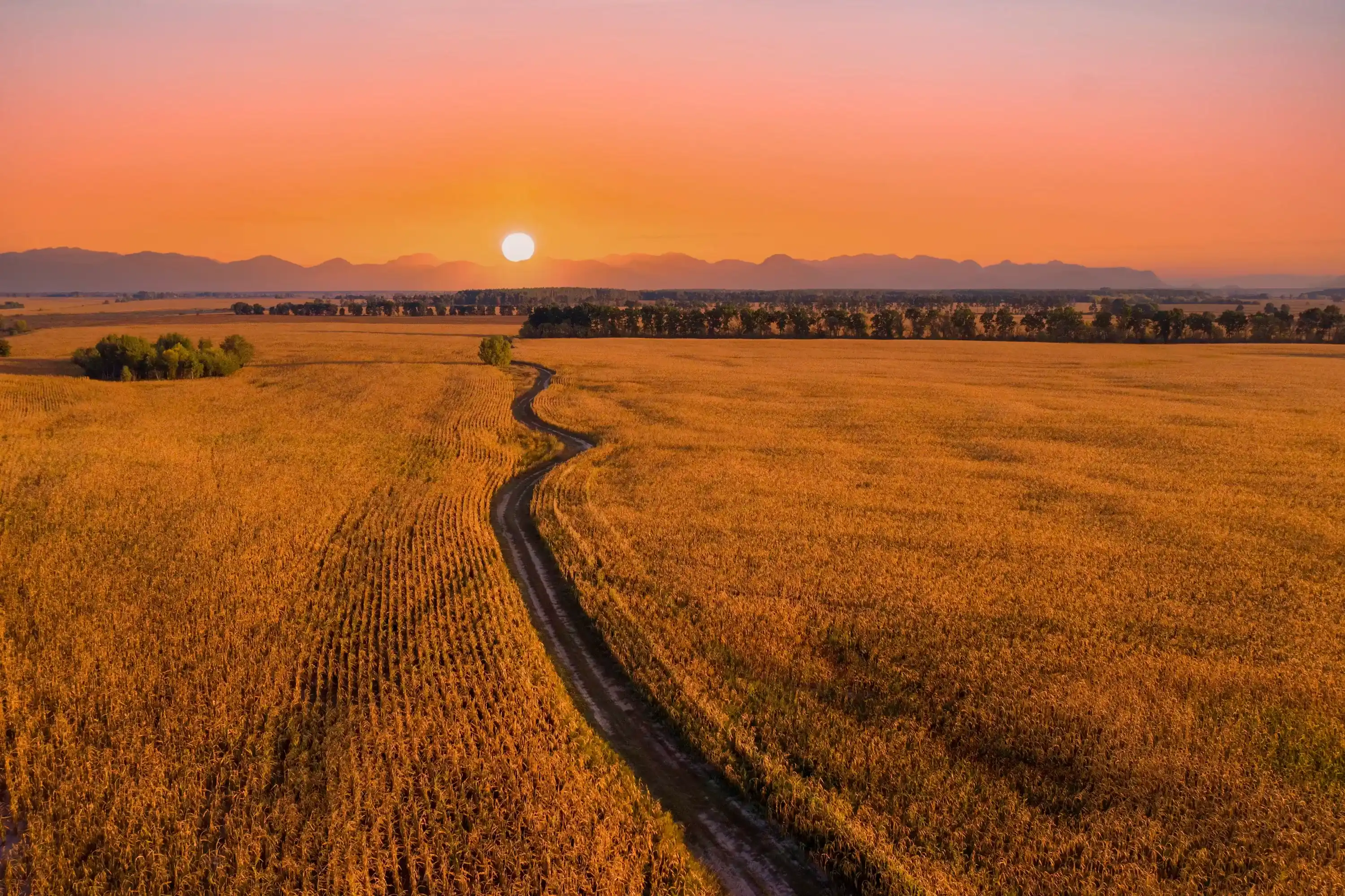 Open veld bij zonsopgang met zacht licht en ruimte voor buitenbeweging
